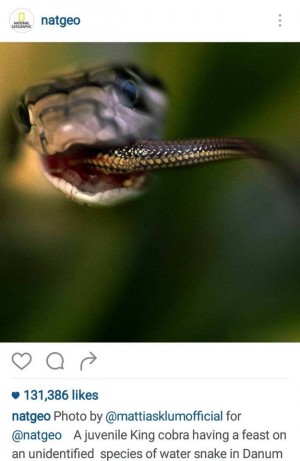 Snake eating Snake